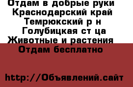 Отдам в добрые руки - Краснодарский край, Темрюкский р-н, Голубицкая ст-ца Животные и растения » Отдам бесплатно   